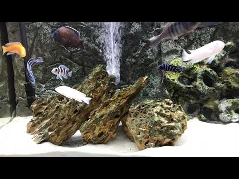 Mix Cichlid Tank | African Cichlid | American Cichlids | Juwel RIO 240 | 2020