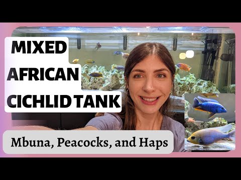 Mixed African Cichlid Tank – Keeping Mbuna, Peacocks, and Haps together