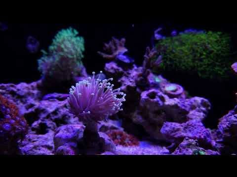 Mixed reef flow pattern – Innovative Marine 25g lagoon with Aqamai KPS