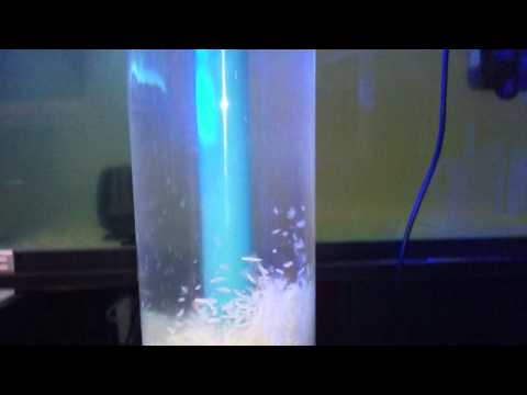 Modded Bubble Magus calcium reactor to NP reactor MOD.