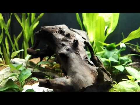 Mon aquarium – Juwel Primo led 110
