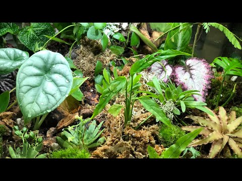 Monstera Obliqua & other Aroids on BiOrb Air 60 Terrarium