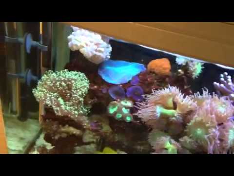 Mums Aqua One 620 reef aquarium look as amazing as ever!