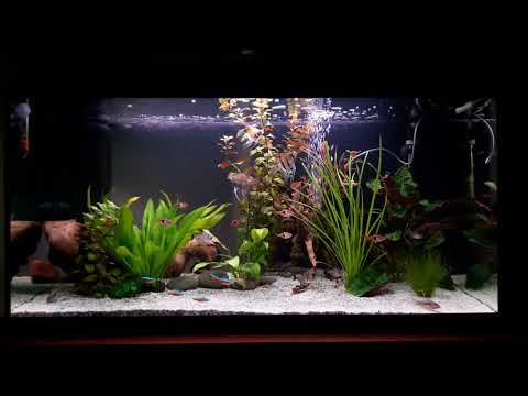 My 110 L Juwel Aquarium