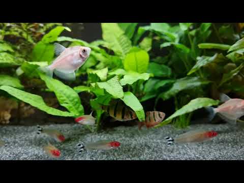 My 110L Juwel Aquarium in 4K