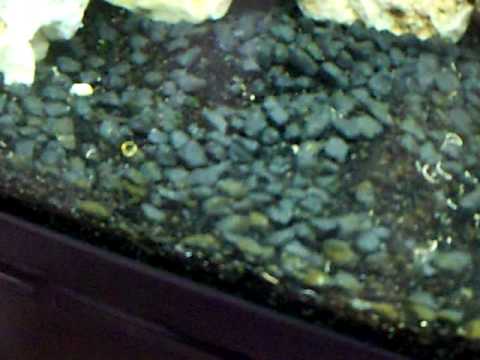 my 150 litre juwel tank… at last its done…..