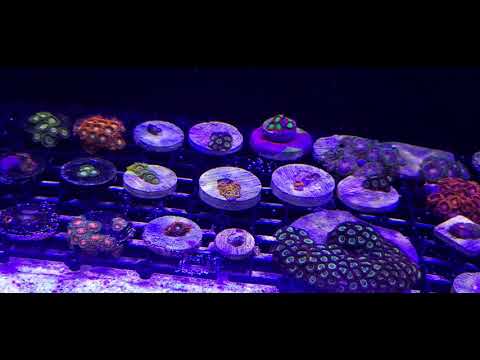 My 30L innovative marine frag tank
