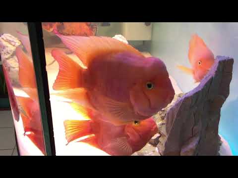 My 450L Juwel Aquarium Tank with Sump Filter + My Corner Aquascape Tank