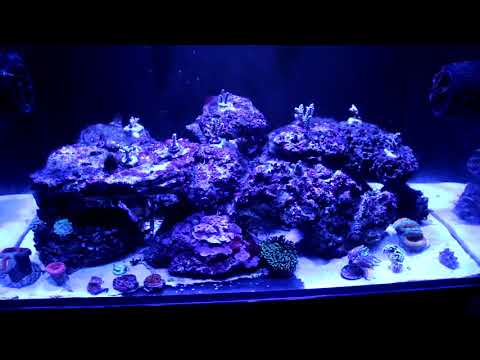 My 50 Gallon Lagoon  Innovative Marine Update- New Corals