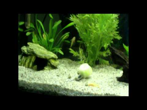My 80x40x30 juwel aquarium with L144 ancistrus gold paraguay baby catfish