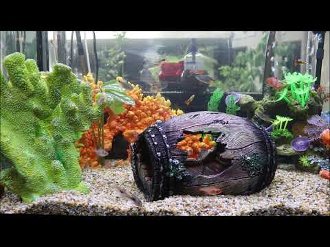 My Aquarium/Fish Tank Setup – Aqua One GrandView 190/Aquis 750