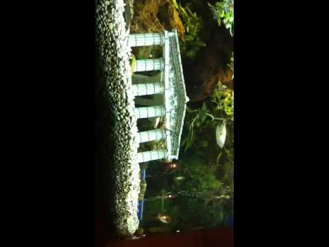 My aqurium juwel tank