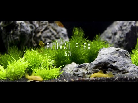 My BEST nano fish tank Fluval Flex aquarium 57L