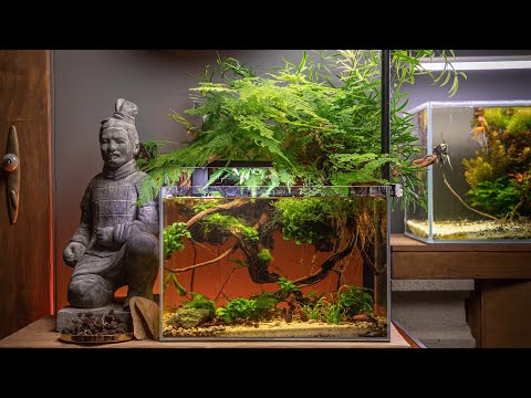 My Betta aquarium with lots of houseplants – 3 months update