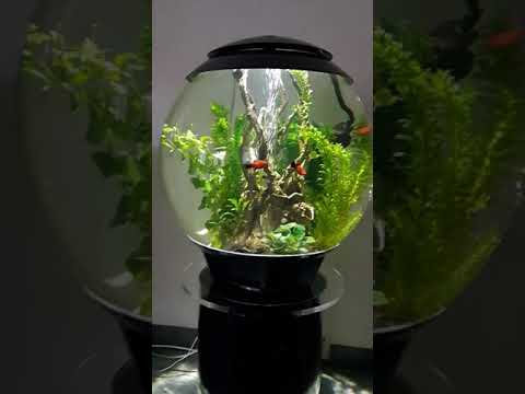 My biorb Halo 60 after 1 year.
