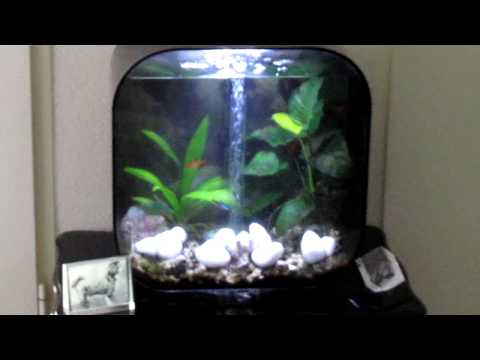 My Biorb Life 30 aquarium