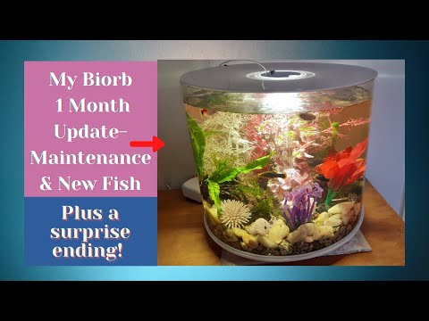 My Biorb Update/1st Month Maintenance/ New Fish And A Surprise.