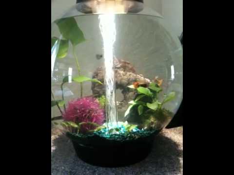 My biOrb with it's happy guppy family!!