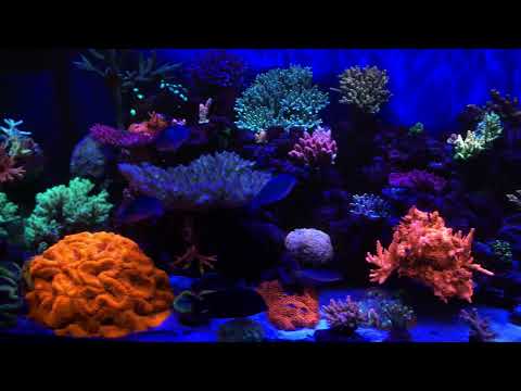 My coral reef tank under kessil ap9x