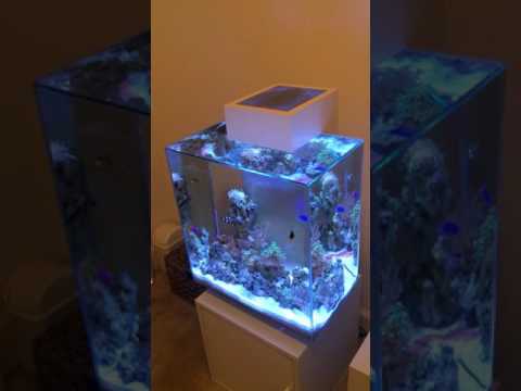My customized Fluval Edge with overflow, sump and Kessil Tuna A80
