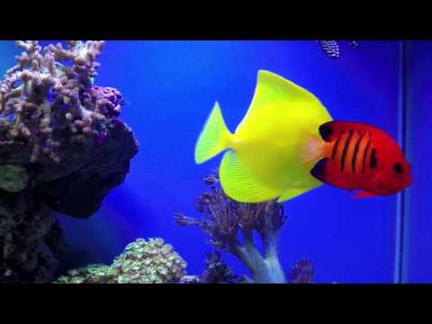 My fish tank after 6 months – Aquael ReefMax Reefmaster