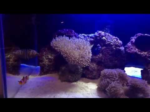my fluval edge kitchen reef and my biorb life tank