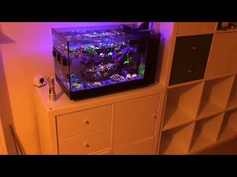 My Fluval Evo 13.5 gallon reef tank and stand tour