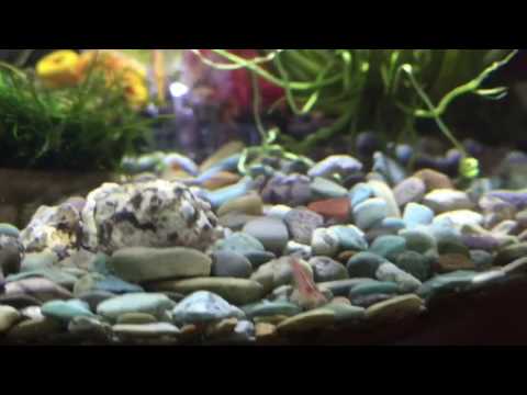 My guppy and shrimps in Biorb Baby 15L