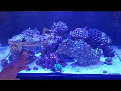 My Innovative Marine 50 Gallon Lagoon Update Back From Vacation