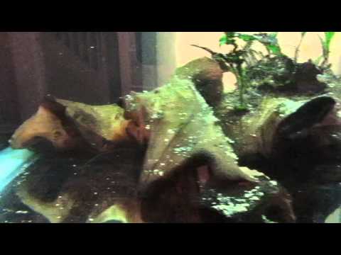 My Juwel Aquarium with Beautiful Discus Fish