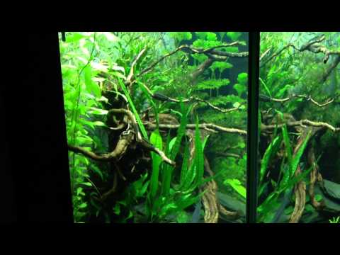 My Juwel Lido 200 Planted lowtech tank, 1 month passed.