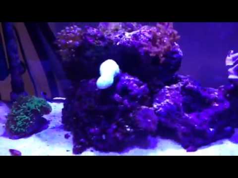 My juwel rio 125 marine tank