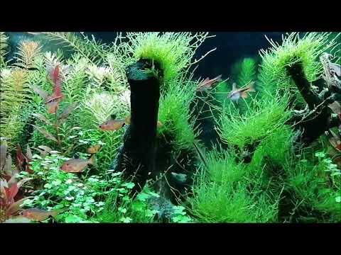 My juwel tank 100 and 120 liter update