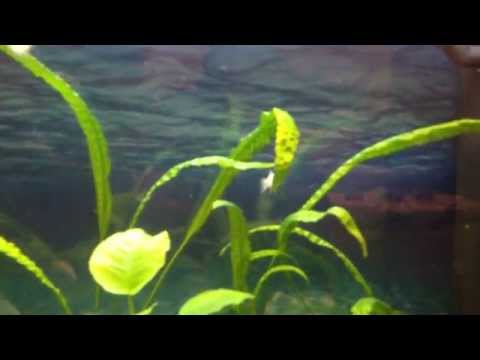 My Juwel Tank