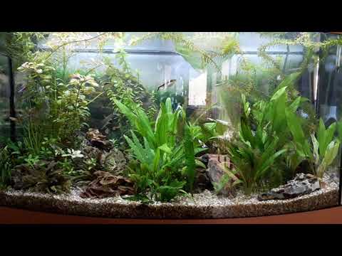 My Juwel Tank