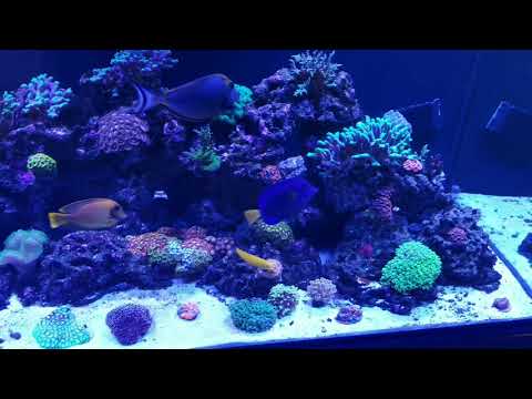 My New Dwarf Angelfish In Quarantine. (Tank Update) Along With Bubble Magus Curve 7 Protein Skimmer