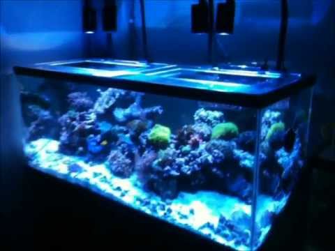 My new Kessil LED
