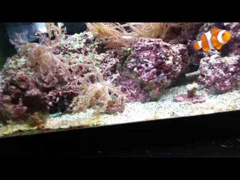 My new protien skimmer reef octopus ns 80