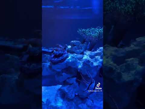 My New Ten Gallon Fusion Innovative Aquarium