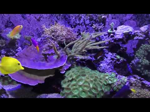 My Red Sea Reefer 350 Mixed Reef Tank