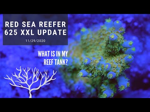 My Red Sea Reefer 625 XXL Update | See my SPS Corals under Blue LEDs