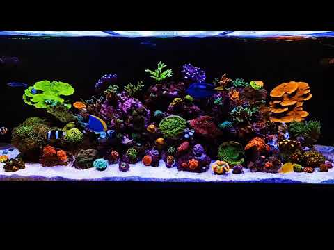 My red sea reefer xxl 625