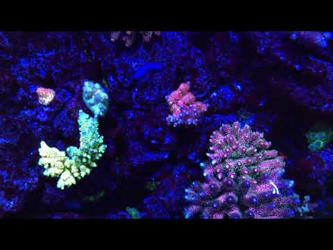 My reef tank under kessil Ap9x actinic light
