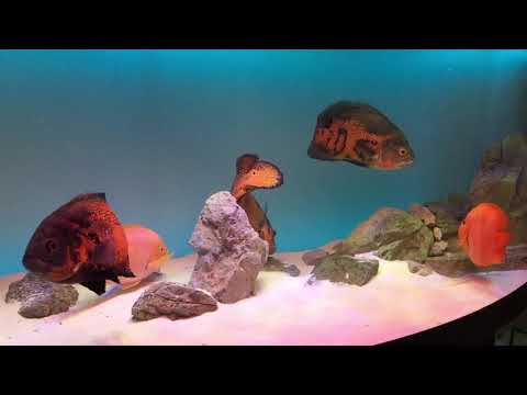 My Sump Filter for my 450L Juwel Tank + Super Silent Jebao 3500 DC pump…