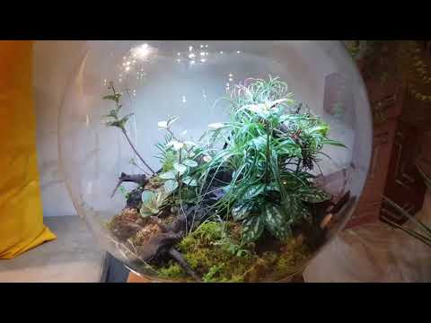 My terrarium – Biorb Air 60