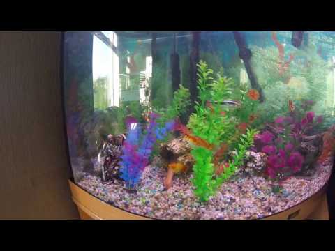 My Tropical Fish Tank Juwel Trigon 190