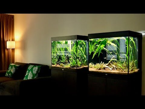 My Two Planted Tetra Fish Tank Setups | Juwel Lido 200