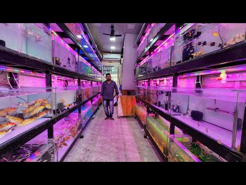 Naaz Aquarium Fish Shop