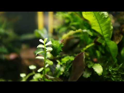 Nano cube Aquael shrimpset 20