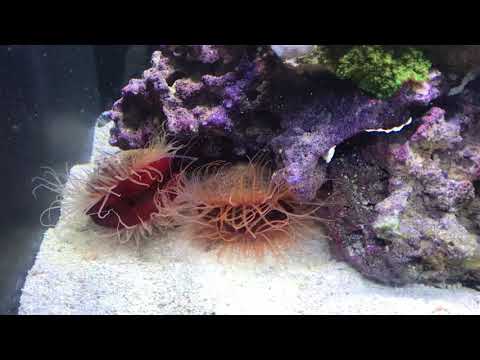 Nano Reef: Fluval Evo 13.5 Gallon Reef